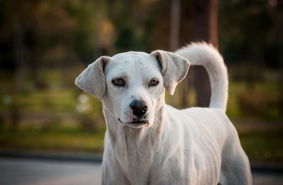 Close-up portrait of white dog outdoors