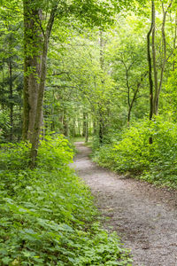 Footpath amidst trees in forest