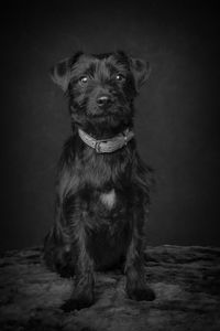 Portrait of black dog