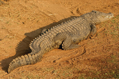 Nile crocodile in selous game reserve