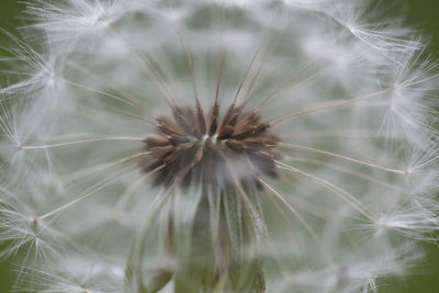 Close-up of dandelion flower