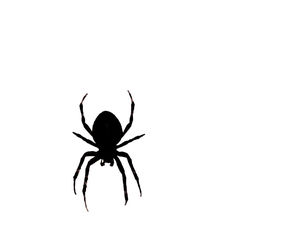 Close-up of spider on white background