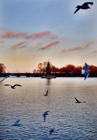 Seagulls flying over sea against sky during sunset