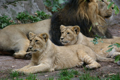 Cats relaxing in a farm