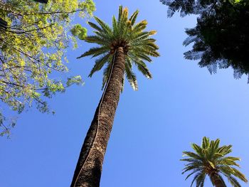 Low angle view of palm tree against clear blue sky