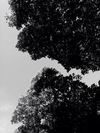 Low angle view of trees against sky