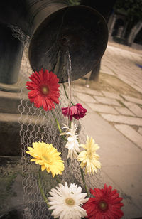 Close-up of flowers against blurred background