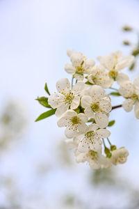 Close-up of cherry blossoms on tree