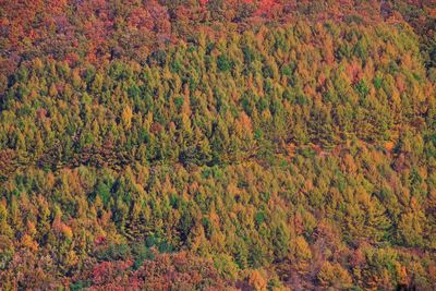 High angle view of trees in forest during autumn