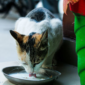 Close-up of cat in bowl