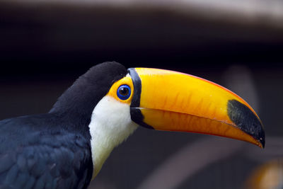 Close-up of a bird