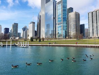 Canada geese swimming in lake by modern buildings against sky