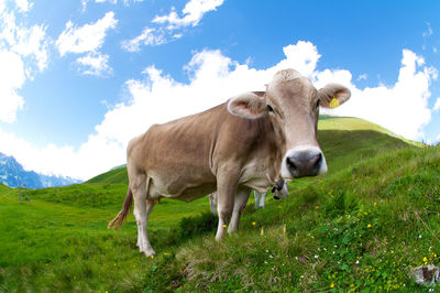 Portrait of cow on field against sky