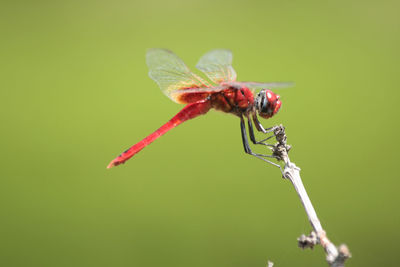 Close-up of insect on flower