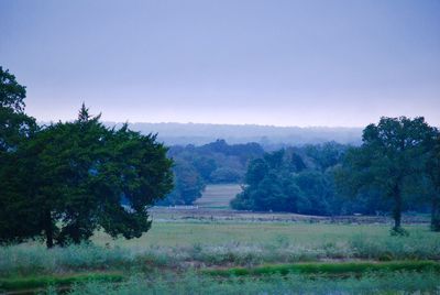 Trees on field against clear sky