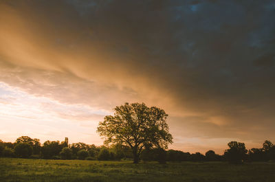 Silhouette trees on field against sky at sunset