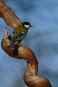 Close-up of bird perching on wood