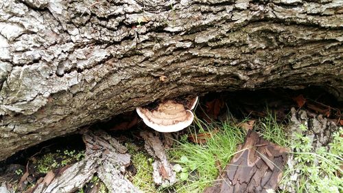 Close-up of tree trunk