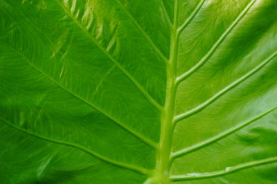 Macro shot of green leaves