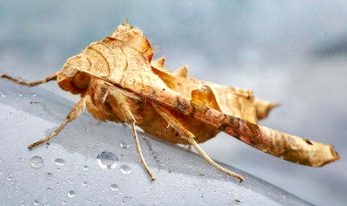 Close-up of insect on dry leaf