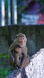 Monkey sitting on rock