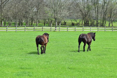 Horses in a field i saw these horses while driving in the hill country of texas