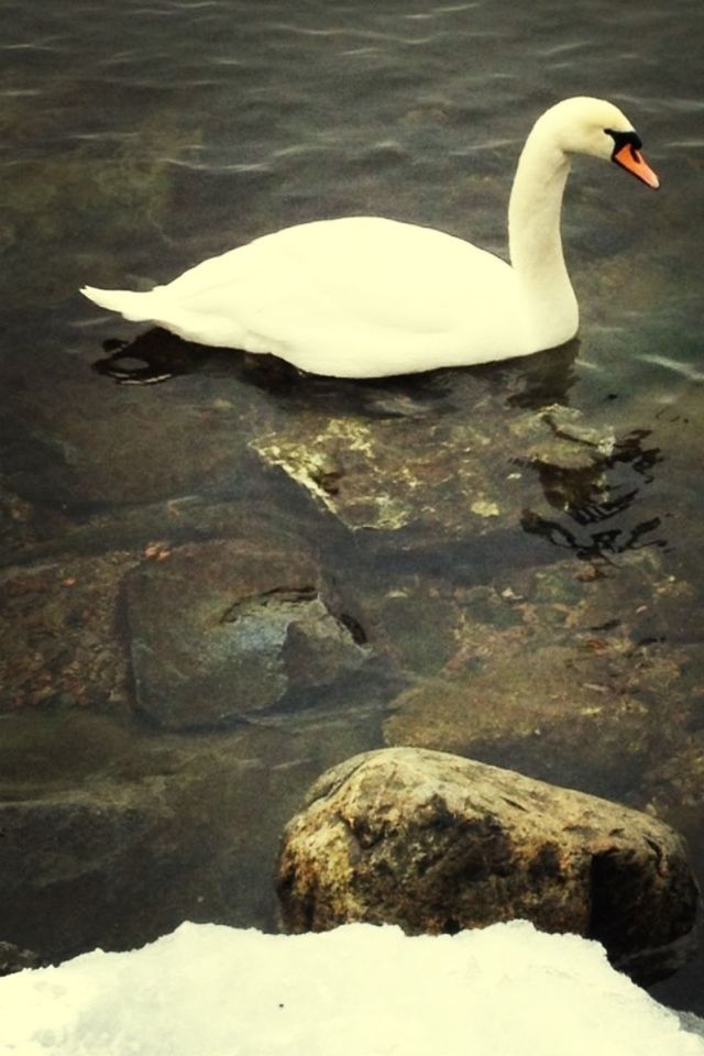 bird, water, swan, animal themes, lake, animals in the wild, wildlife, white color, nature, one animal, beauty in nature, rock - object, outdoors, high angle view, day, tranquility, swimming, rippled, waterfront, river