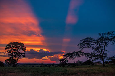 Silhouette trees on field against sky during sunset