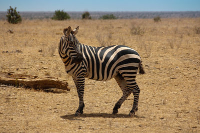 Zebra standing on field