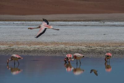 Flamingo bird flying over water