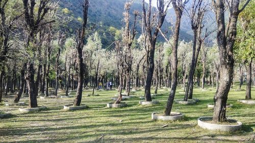 View of trees in park