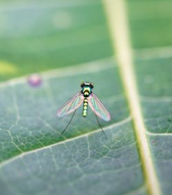 Close-up of damselfly on leaf