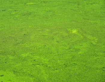 Full frame shot of grass