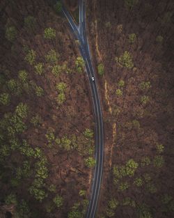 Aerial view of forked road through forest