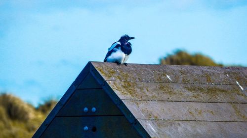 Low angle view of bird perching on wooden structure against sky