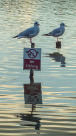 Seagulls perching on a lake