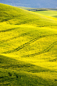 Scenic view of agricultural field