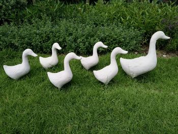 White swans on field