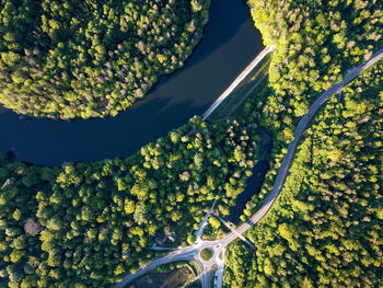 High angle view of flowering plants by road