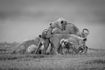 Elephants on field