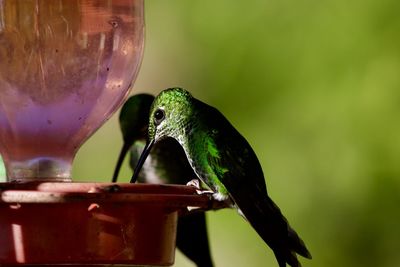 Close-up of bird perching on feeder