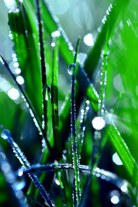 Close-up of water drops on plant