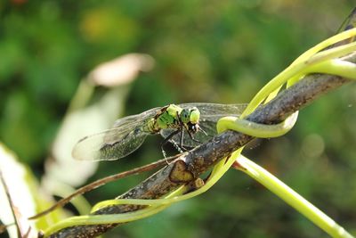 Close-up of insect on plant