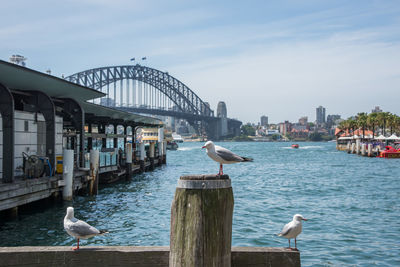 Seagulls perching on railing by river in city