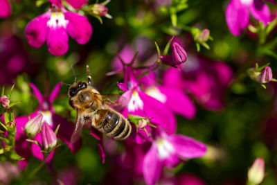 Close-up of bee pollinating on purple flower