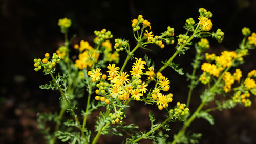 Close-up of yellow flowering plants on field