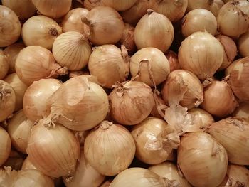 A lot of onions vegetable in self background 