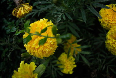 Close-up of yellow marigold blooming outdoors