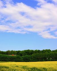 Scenic view of field against sky