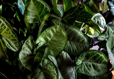 leaf